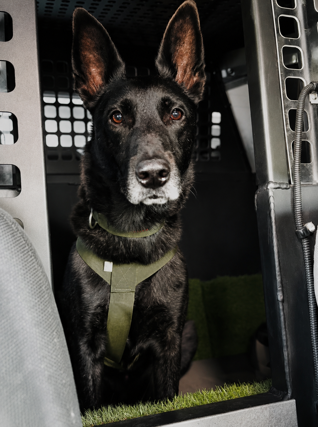 Diensthund im Einsatzfahrzeug mit K9 Equipment Geschirr