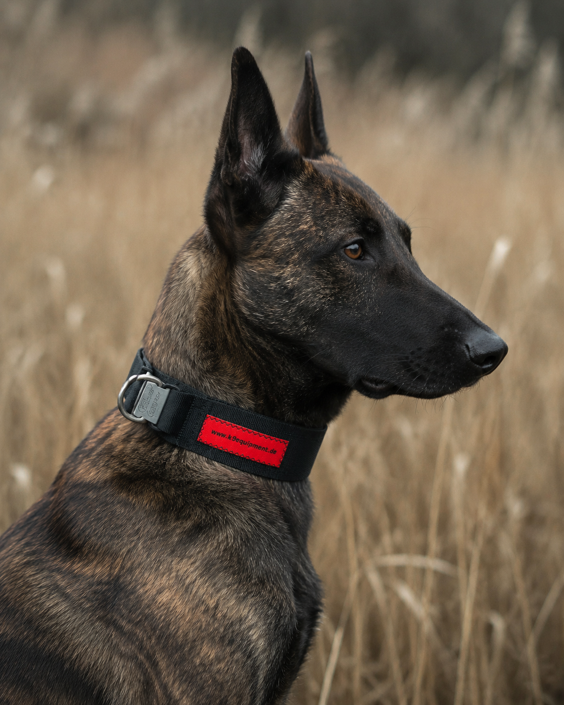 Diensthund mit K9 Equipment Einsatzhalsband, Sprenger ClicLock Verschluss